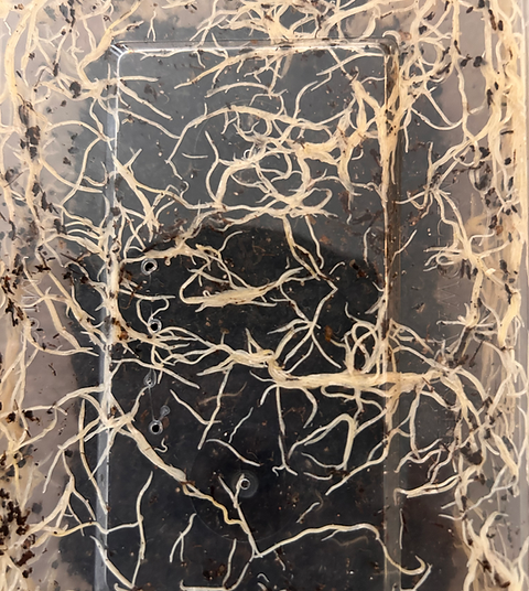 Enchytraeus albidus | White Worm Culture