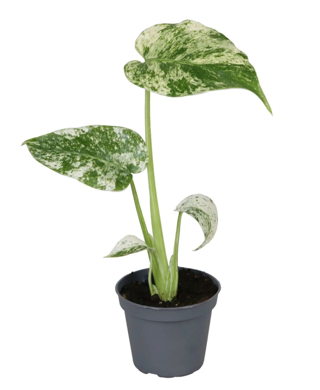 Monstera deliciosa variegata