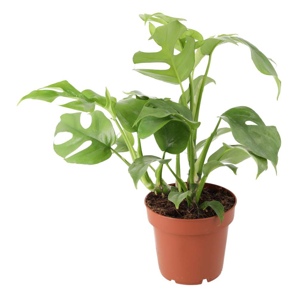 Mini Monstera | Rhaphidophora tetrasperma
