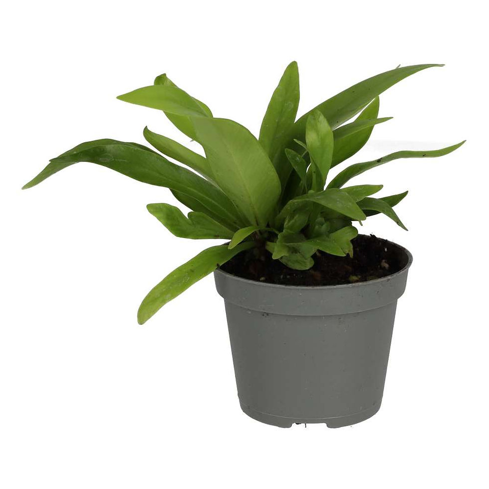 Bird’s Nest Fern | Asplenium antiquum