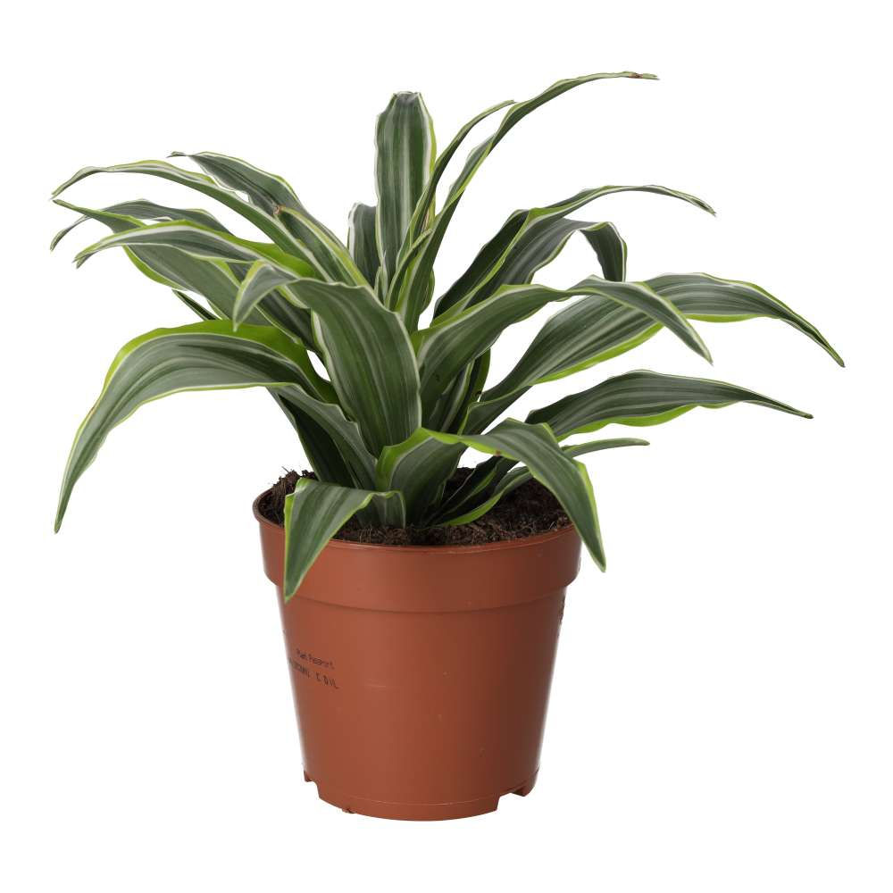 Dragon Plant | Dracaena sp