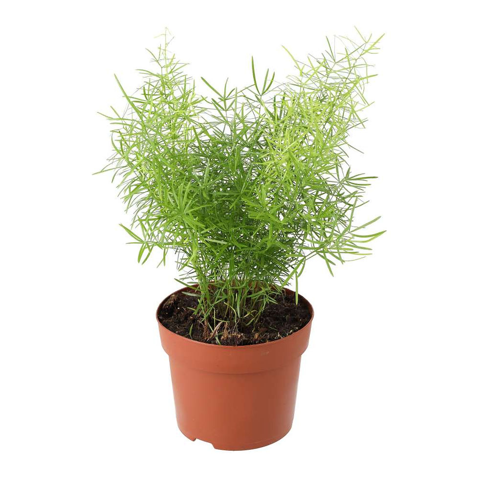 Emerald Asparagus Fern | Asparagus densiflorus sprengeri