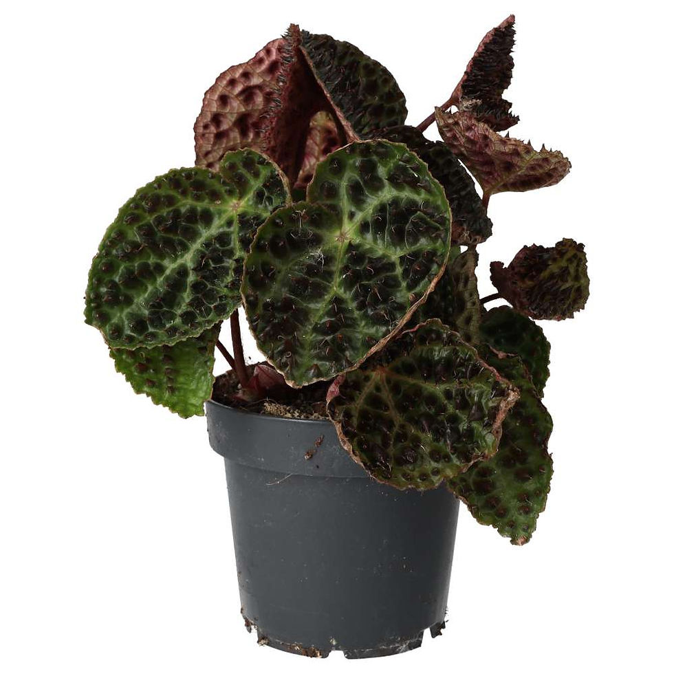 Begonia ferox