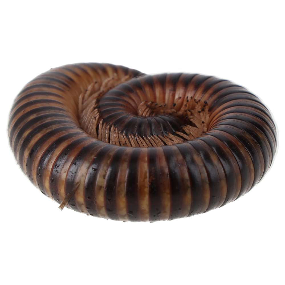 Telodeinopus assiniensis | Satin Millipede