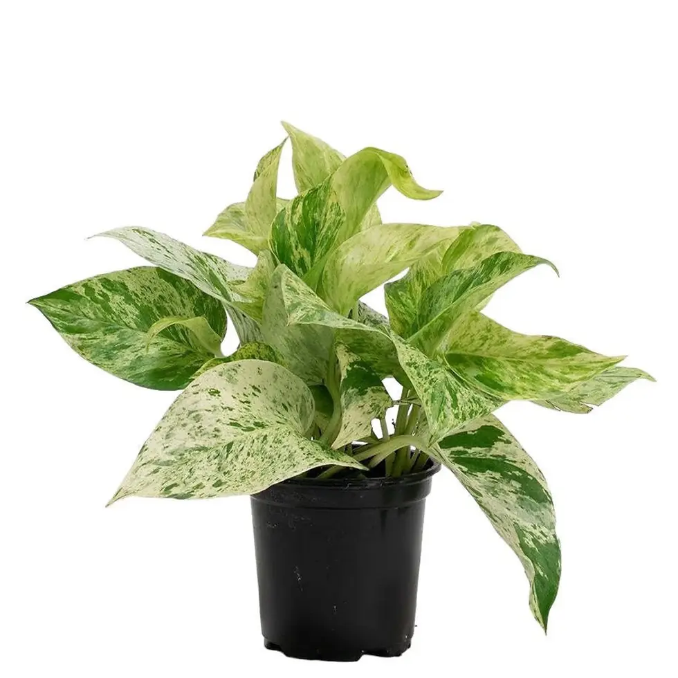 Marble Queen Pothos