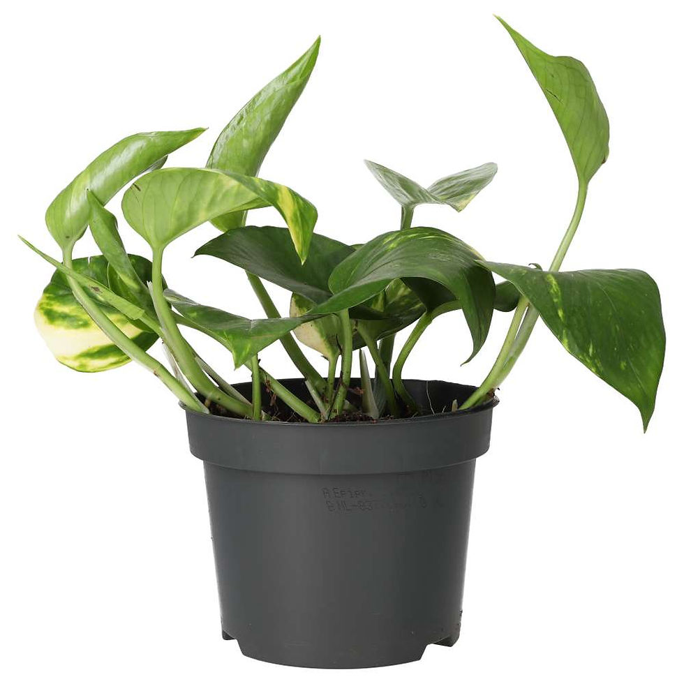 Devil’s Ivy | Epipremnum pinnatum