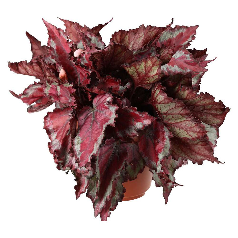 Begonia sp. |