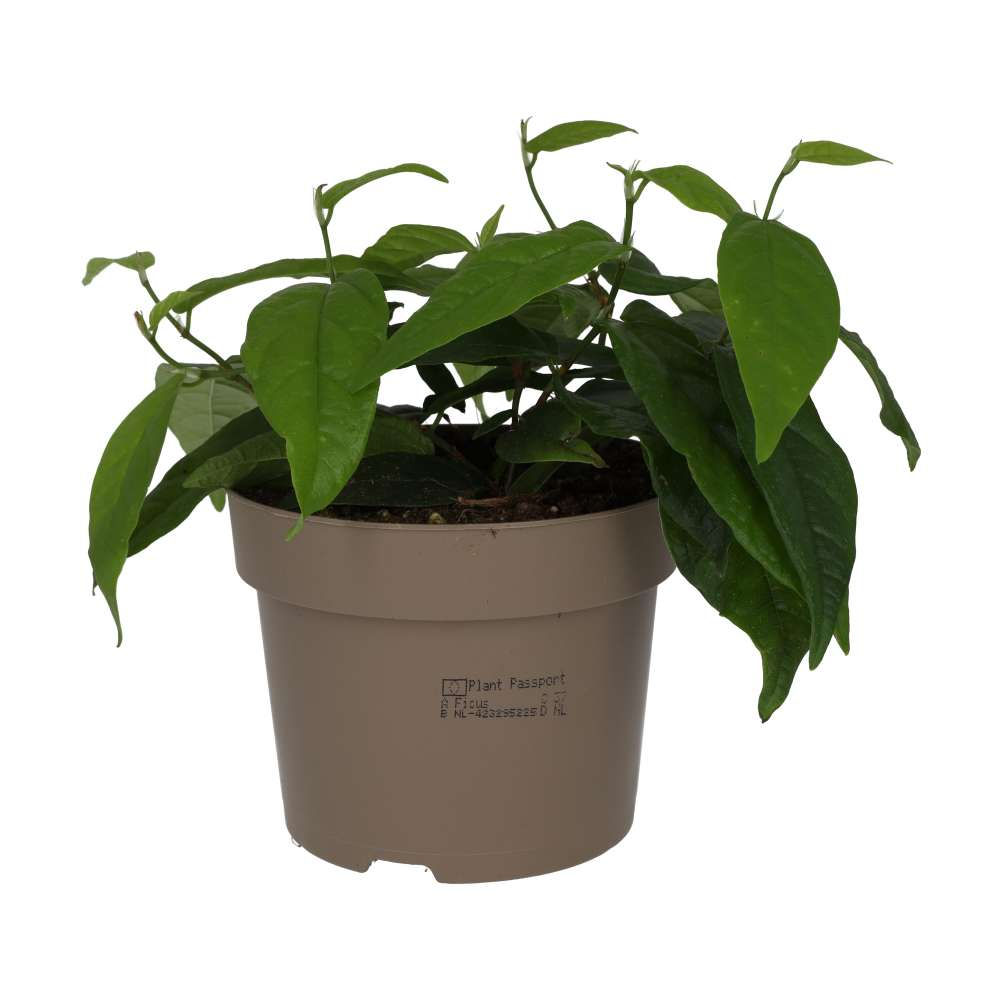 Large Leaf Creeping Fig