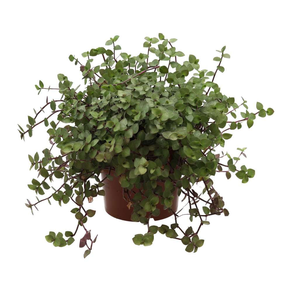 Callisia repens Turtle Vine