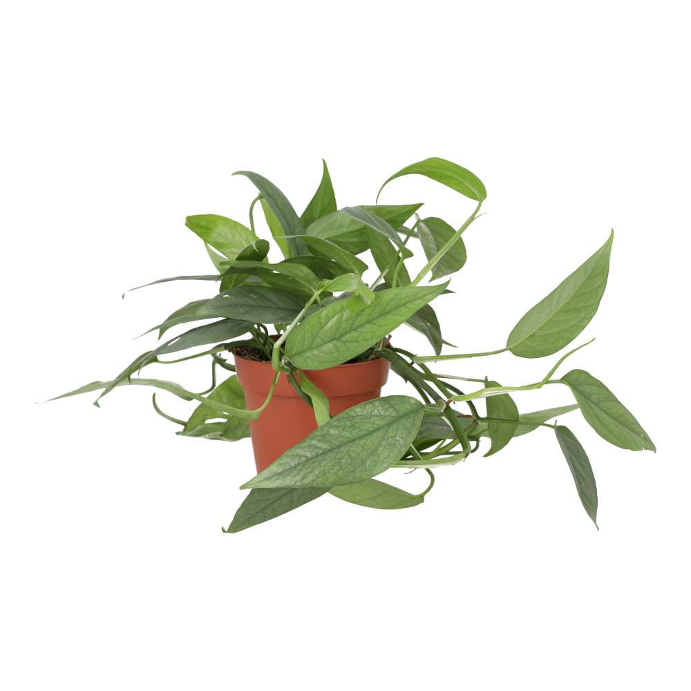 Devil’s Ivy ‘Cebu Blue’ | Epipremnum pinnatum