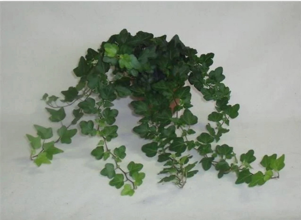 Hedera helix "Wonder"
