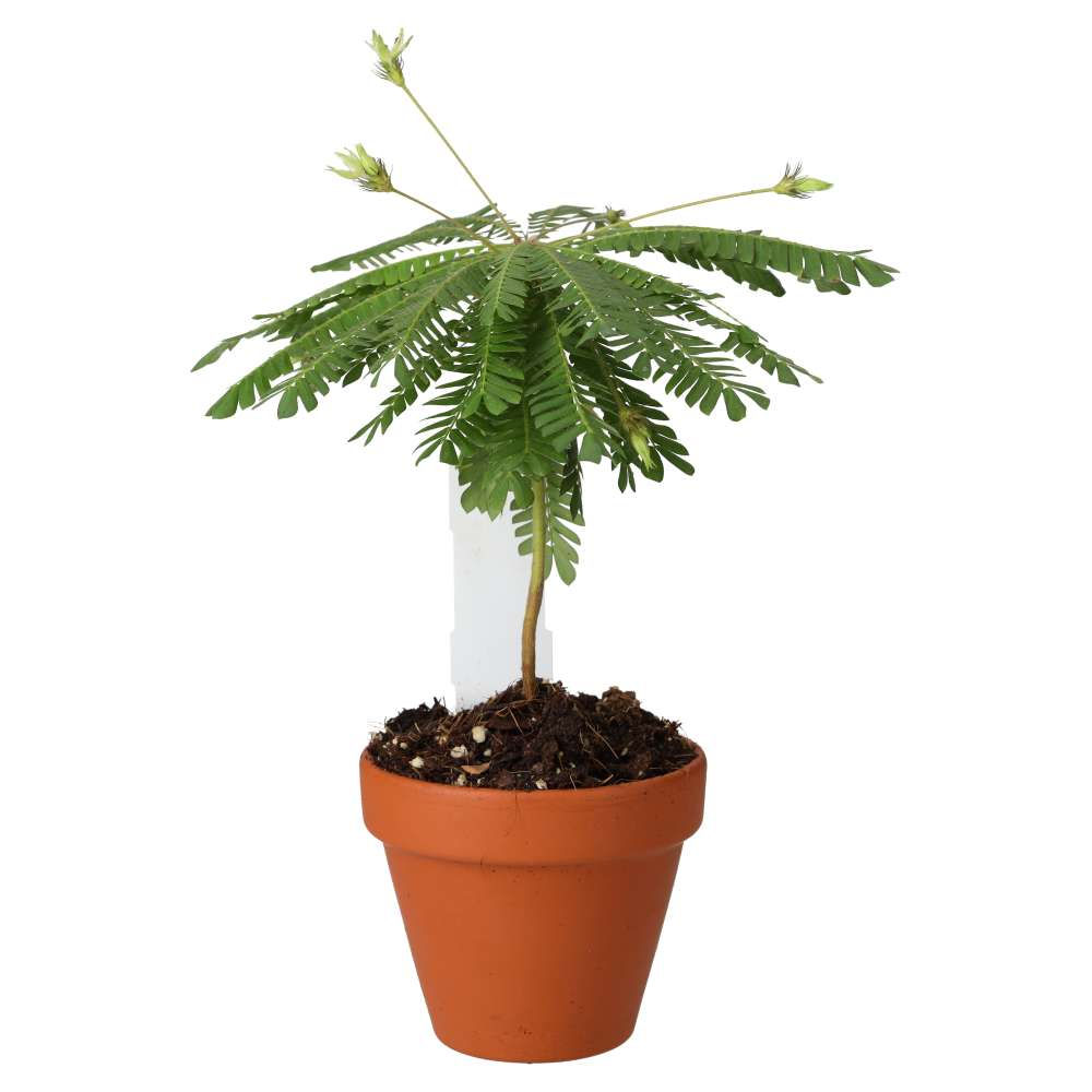 Little Tree Plant | Biophytum sensitivum