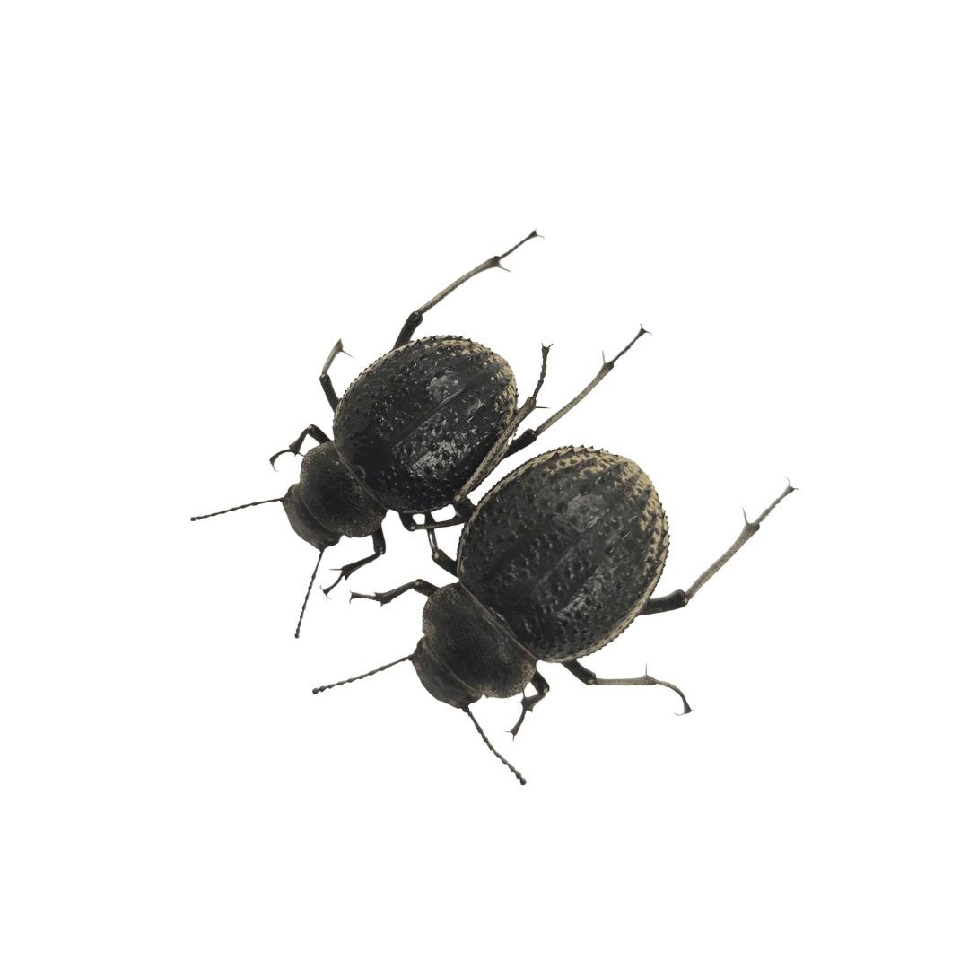 Pimelia arabica Darkling Beetles