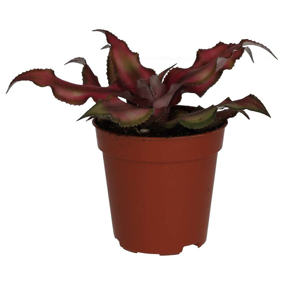 Earth Star | Cryptanthus sp