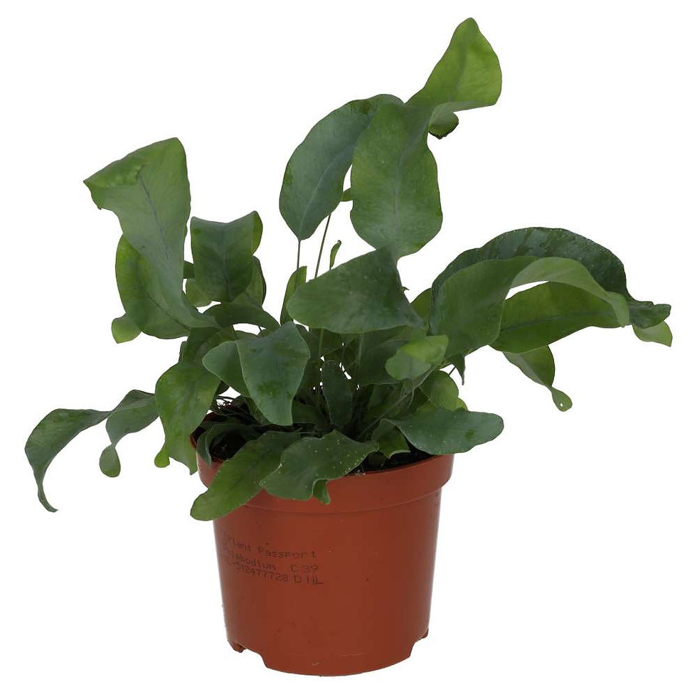 Blue Star Fern