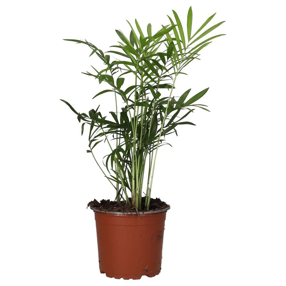 Parlour Palm | Chamaedorea elegans