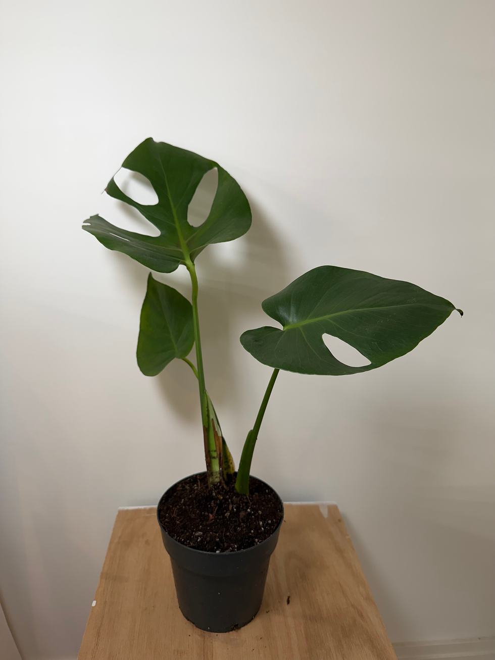 Thumbnail: Swiss Cheese Plant | Monstera deliciosa