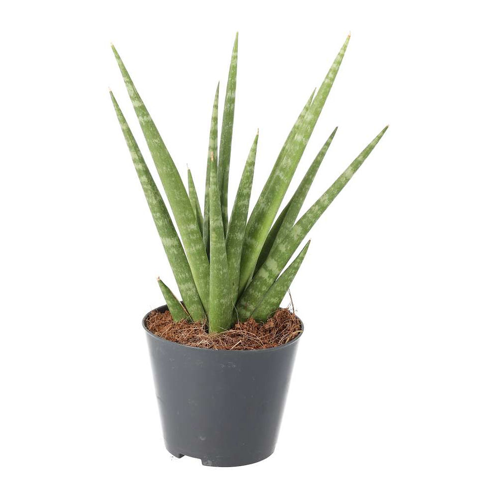 Snake plant | Sansevieria cylindrica