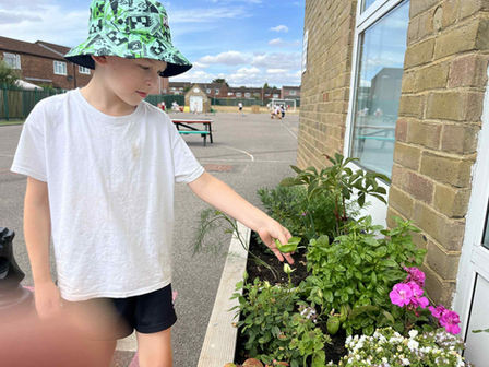 Learning about herbs