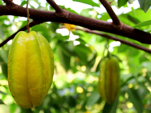 Unlocking the Stellar Health Benefits of Carambola (Star Fruit)