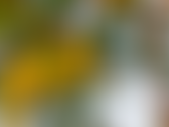 Unveiling the Delights of Carambola: The Star Fruit