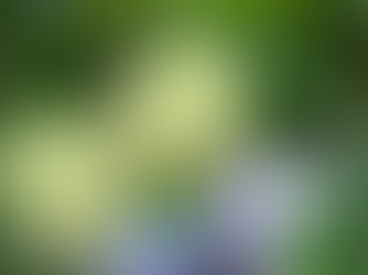 Exploring the Wonders of Nature: Discovering the Incredible Health Advantages of Custard Apple