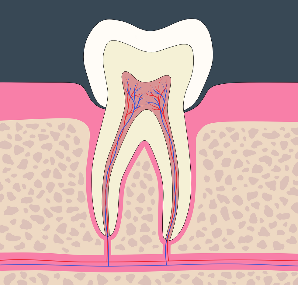 Figure 1. Normal Pulp