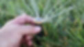 Bluebird Rvan Irrigation.jpg