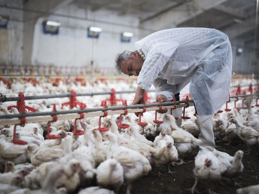 Índia investiga 1ª morte por gripe aviária