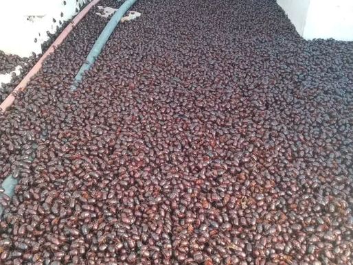 Em meio a onda de calor, cidade argentina é invadida por besouros