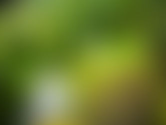 Amazon vai apoiar a legalização do uso de Cannabis nos EUA