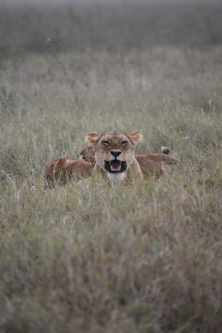 Lioness and Lion Cubs Serengeti National Park