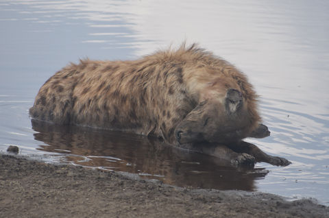 Hyena Serengeti National Park