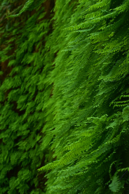 Fern canyon Redwoods National Park