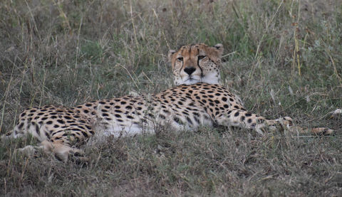 Cheetah resting Serengeti National Park