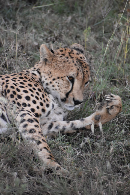 Cheetah Serengeti National Park