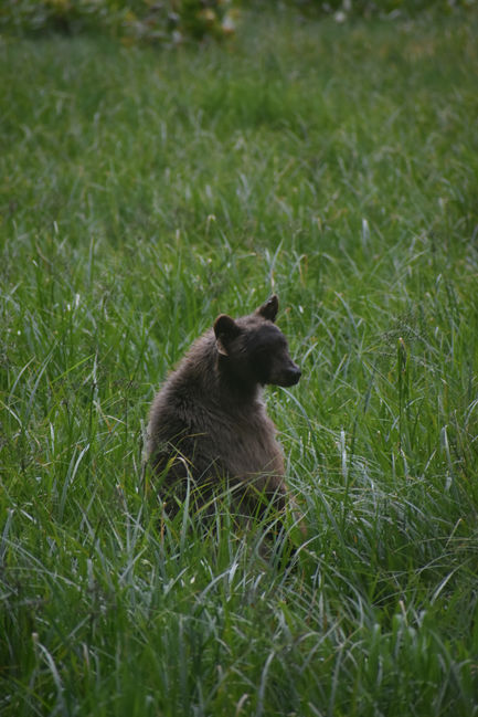 Black Bear Sequoia National Park 
