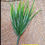 الصورة المصغرة: ضمّة خضار - Thick Fork Spring Grass