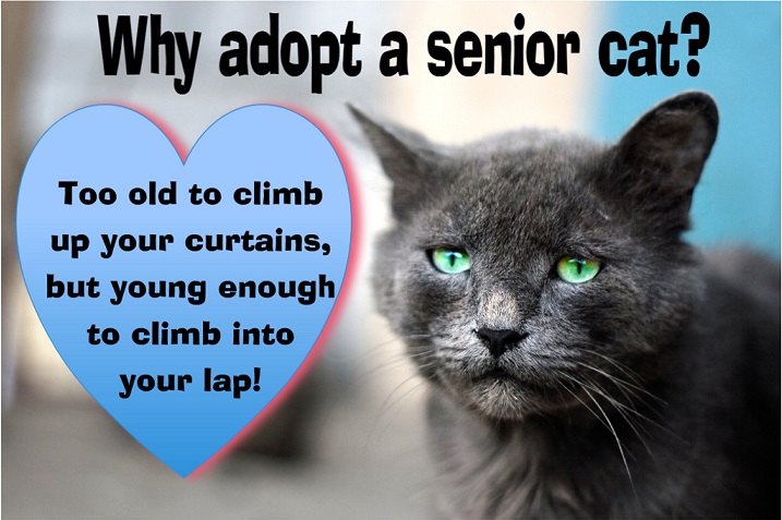 adopting a senior cat