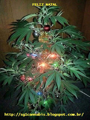 COMO FAZER CULTIVO DE CANABIS