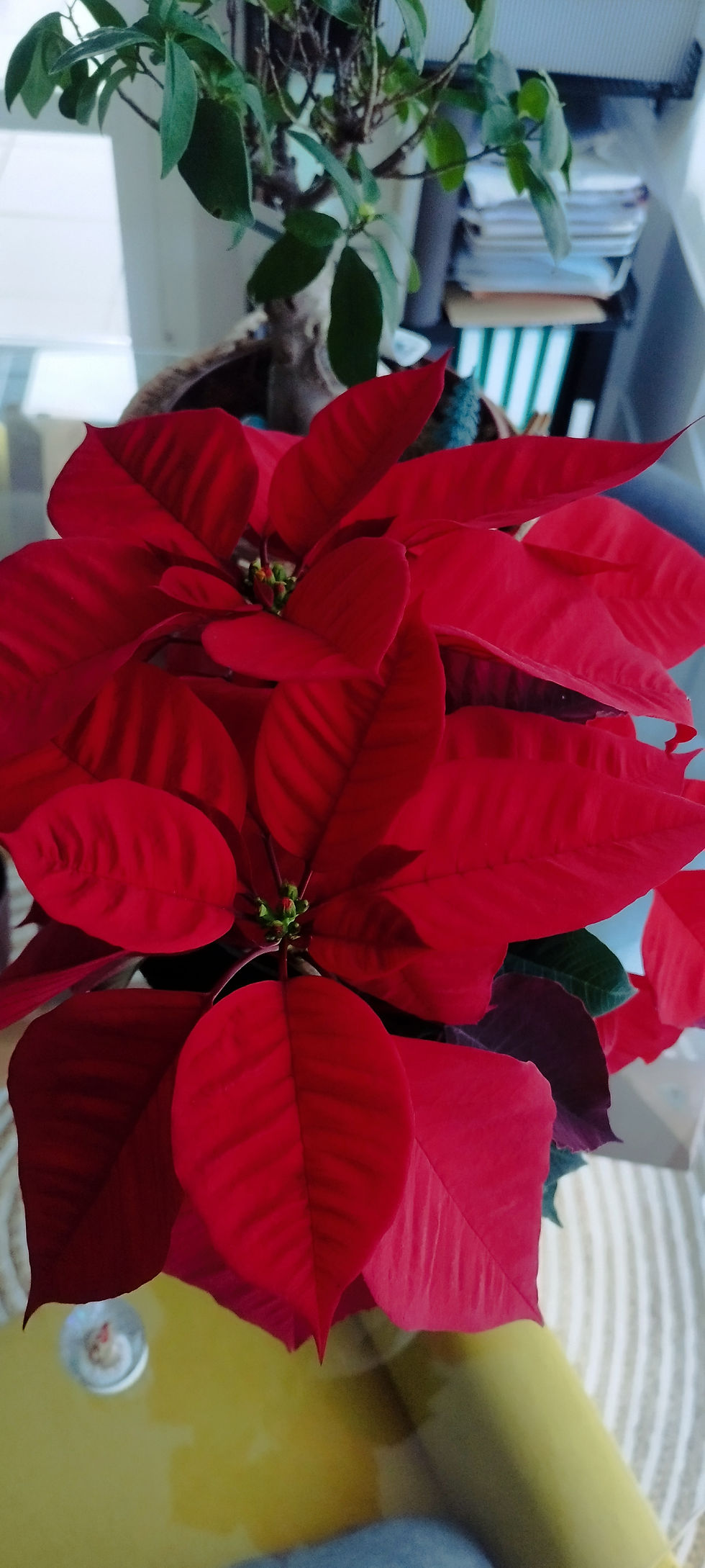 Flor de Pascua. Navidades.