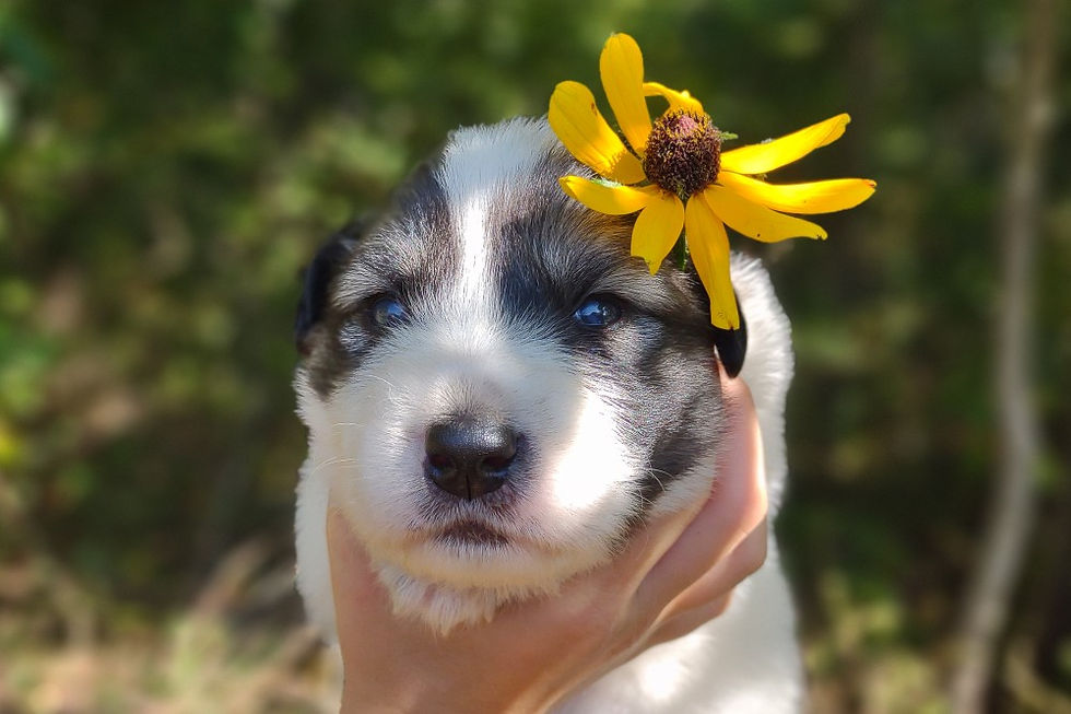 Thumbnail: Appalachia