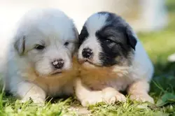 home-great-pyrenees-puppies