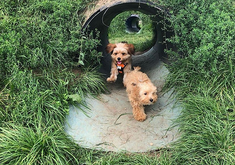 dog tunnel