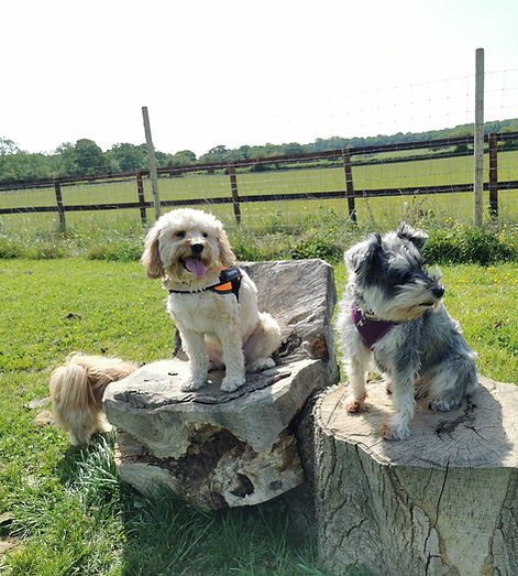Dogs sat posing in a field