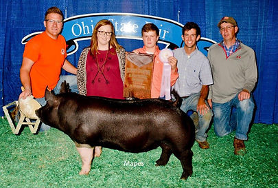 2017 Reserve Grand Champion Hampshire Barrow Ohio State Fair
