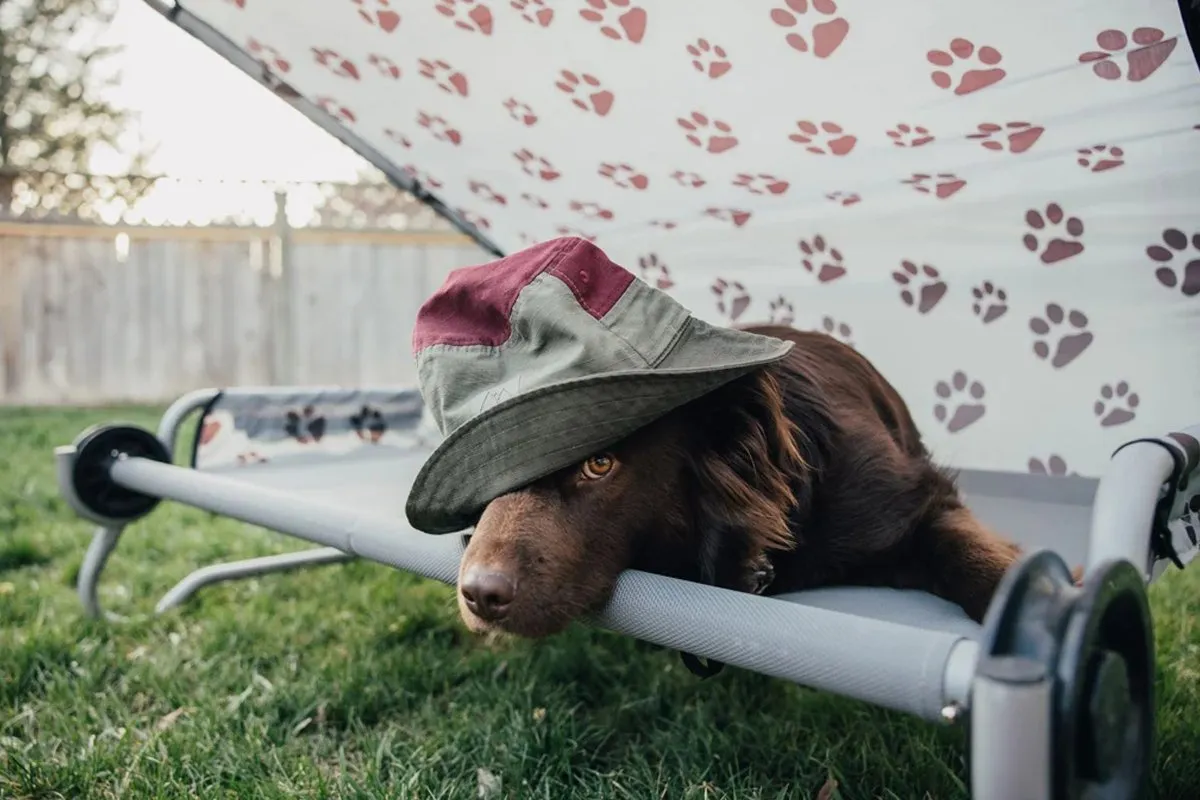 Fly_Kylie_DogBed-23-1920w.webp