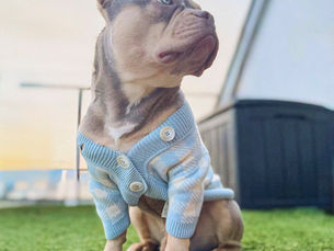 Luxus für Vierbeiner – Hochwertige Kaschmir-Accessoires für Hunde