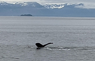 Whale tail w mts.jpg