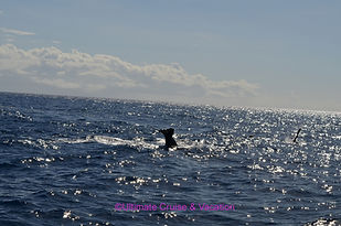 Whales Tail from Whale Watching in Dominica